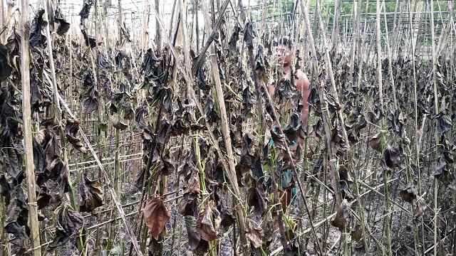 বৈদ্যুতিক আগুনে পানের বরজ পুড়ে ছাই