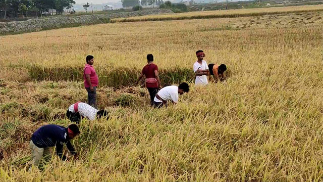 গোপালগঞ্জে অসহায় কৃষকের জমির ধান কেটে দিলো ছাত্রলীগ