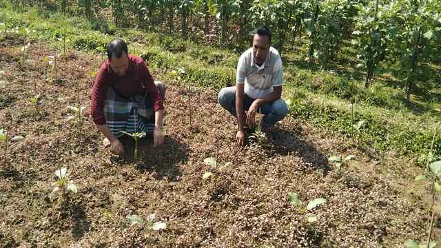 দোয়ারাবাজারে শীতের আগাম সবজি চাষে ব্যস্ত কৃষক