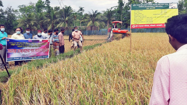 ফকিরহাটে সমলয় পদ্ধতিতে চাষকৃত হাইব্রিড বোরো ধান কর্তন শুরু
