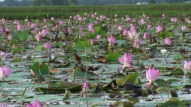 বিল জুড়ে অনিন্দ্য সৌন্দর্য ছড়াচ্ছে রাশি রাশি গোলাপী পদ্ম