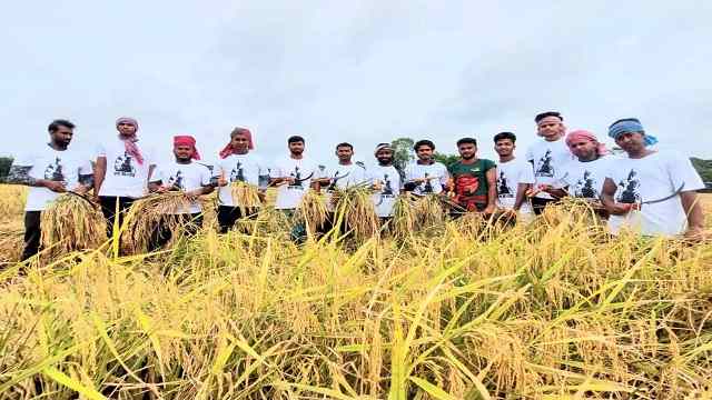 দরিদ্র কৃষকের ধান কেটে দিচ্ছে ছাত্রলীগ