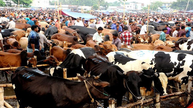 কোরবানির অস্থায়ী পশুর হাট বসবে ২৩টি