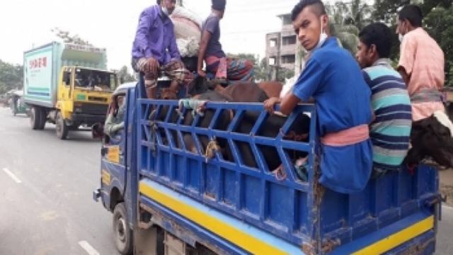 লকডাউনের মধ্যেও গরু নিয়ে ঢাকামুখি ব্যাপারীরা