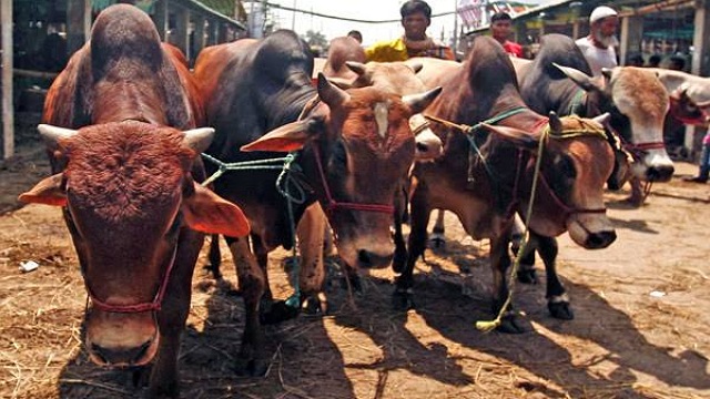 রাজধানীর হাটে গরুর দাম বেশ চড়া