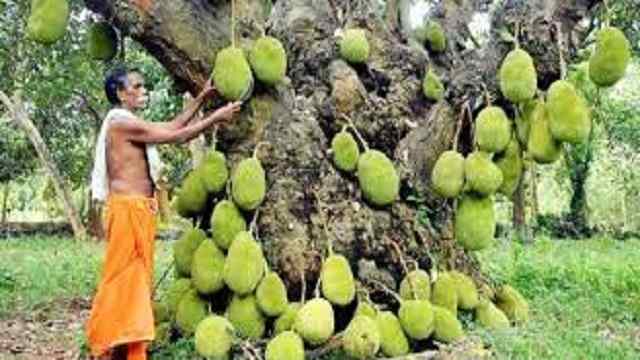 ২০০ বছরের পুরোনো গাছে কাঁঠাল ধরে ২০০ 