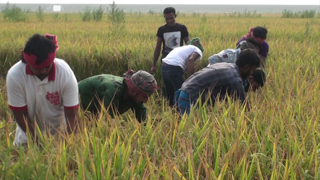 গোপালগঞ্জে কৃষকের জমির ধান কেটে দিলো ছাত্রলীগের নেতাকর্মীরা