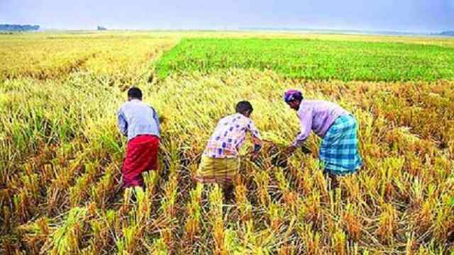 লঙ্কান কৃষকদের বেশি বেশি ধান রোপণের আহ্বান