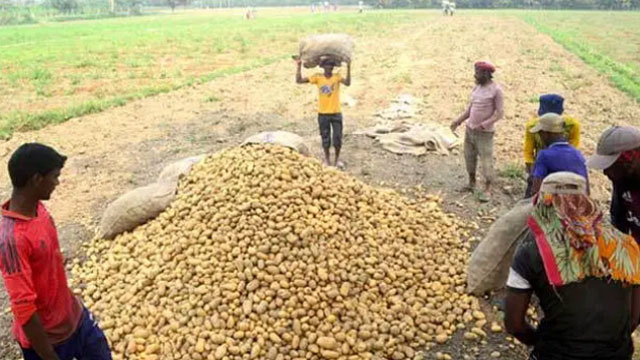 রাজশাহীতে আলু লুটের অভিযোগে আ.লীগ নেতার বিরুদ্ধে মামলা