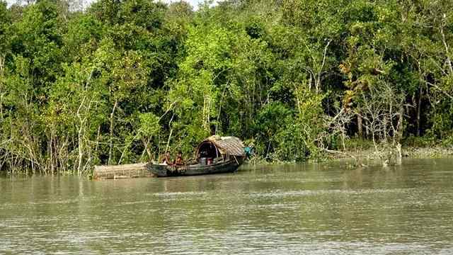 ১৩ বন্যপ্রাণী সুন্দরবনে অবমুক্ত