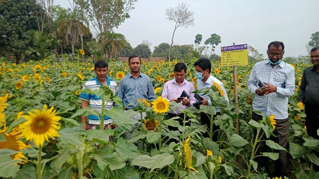 দুর্গাপুরে বাণিজ্যিকভাবে চাষ হচ্ছে সূর্যমুখী ফুল