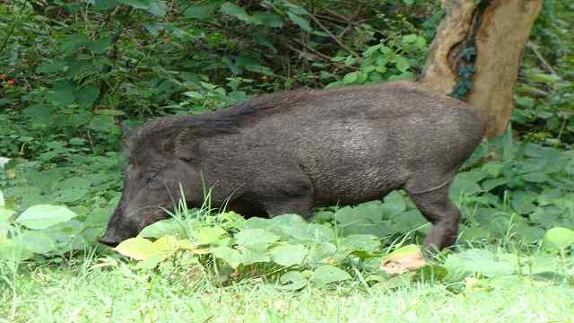 মৌলভীবাজারে বুনো শুকরের আক্রমণে চা শ্রমিকের মৃত্যু