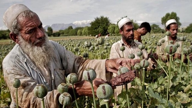 আফিম চাষ নিষিদ্ধ করেছে আফগানিস্তান