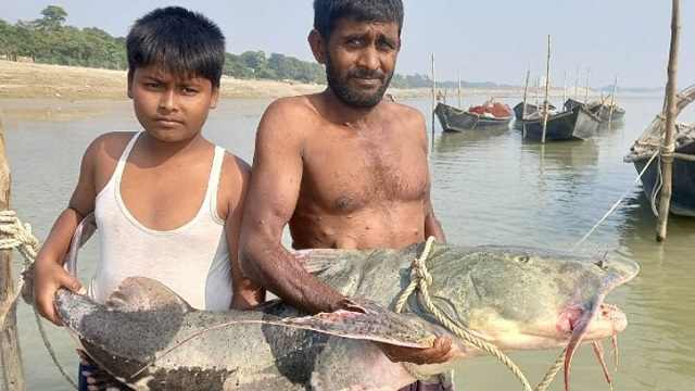 জেলের জালে পদ্মার ৩০ কেজির বাঘাইড়