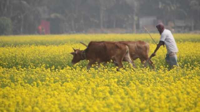 বগুড়ায় সরিষা চাষ