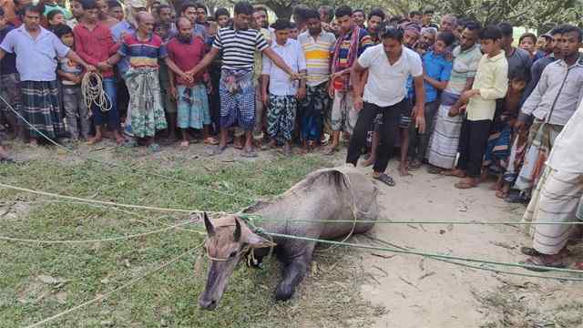 চাঁপাইনবাবগঞ্জে বিলুপ্তপ্রায় নীলগাই ‍উদ্ধার