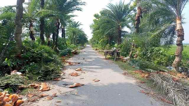 চুয়াডাঙ্গায় শুরু হয়েছে খেজুর গাছ থেকে রস আহরণ ও গুড় তৈরি