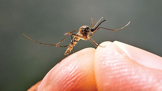 দেশে ডেঙ্গু আক্রান্ত ১৯০ জন, মৃত একজন