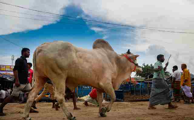 এবার বিক্রি হয়েছে ৬০ হাজার কোটি টাকার বেশি পশু 