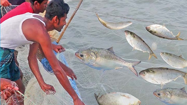 ইলিশ ধরায় নিষেধাজ্ঞা মধ্যরাত থেকে