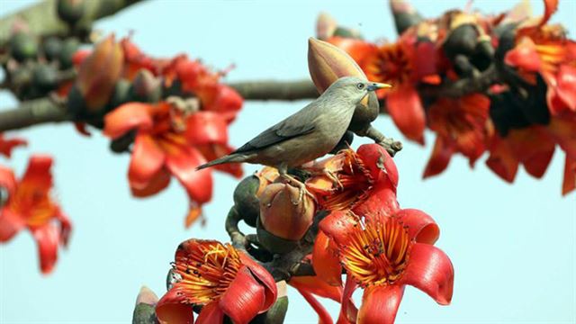 ফুলের সমাহার নিয়ে এলো বসন্ত