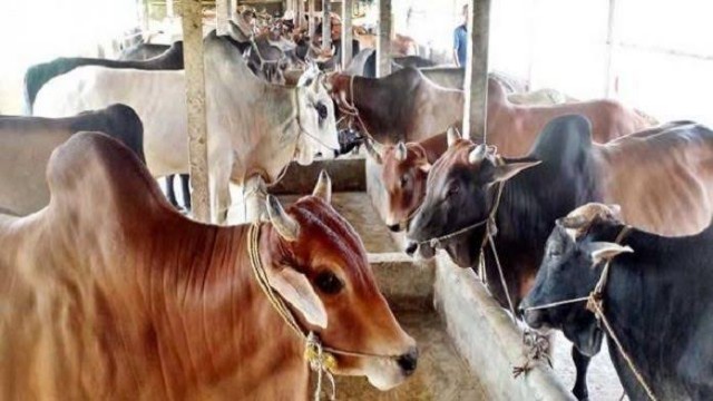বন্যায় দেশে ১৫ হাজার গরুর খামার ক্ষতিগ্রস্ত