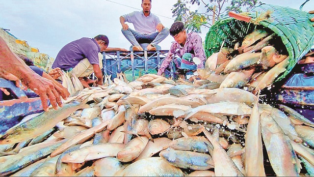 ভারতে ইলিশ রপ্তানি বন্ধ চেয়ে রিট