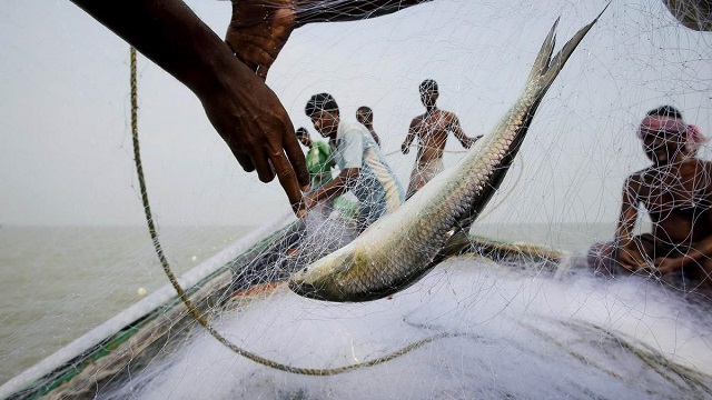 ১৩৩ কেজি ইলিশসহ জেলে আটক ৪২ জন 