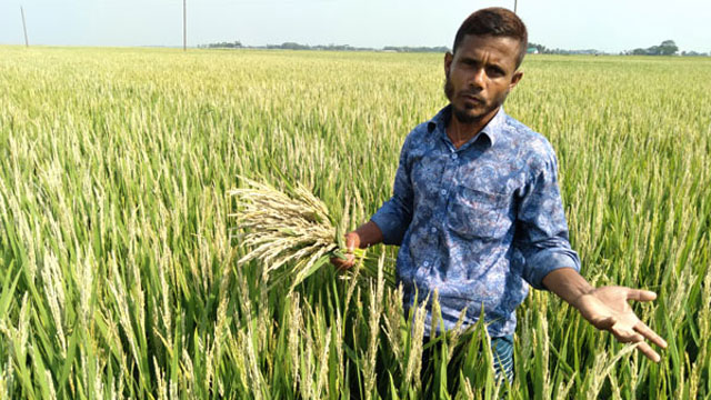 গরম বাতাসে জ্বলে গেল ২৬ হাজার হেক্টর জমির ধান!