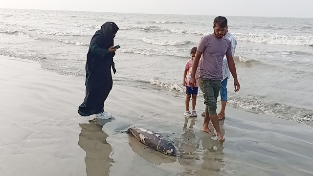 কুয়াকাটা সৈকতে ভেসে এলো মৃত ডলফিন