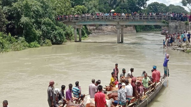 ধলেশ্বরী নদীতে গরুবোঝাই ট্রলারডুবি