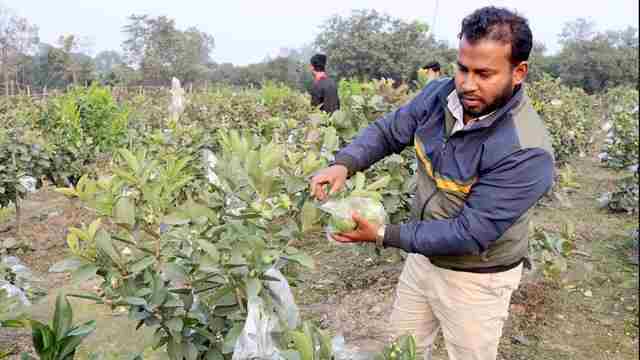 ঠাকুরগাঁওয়ের পারভেজ