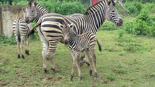 সাফারি পার্কে আরও এক জেব্রার মৃত্যু