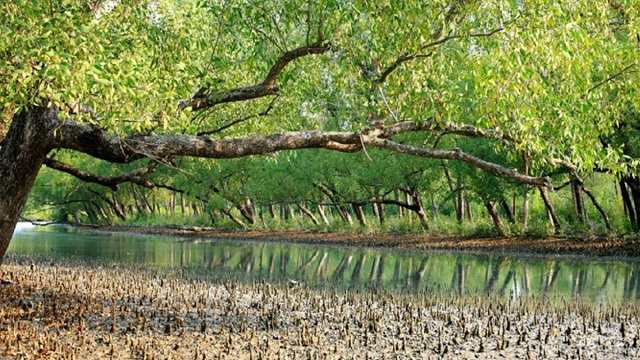 সুন্দরবনে অপহৃত ১১ জেলে উদ্ধার