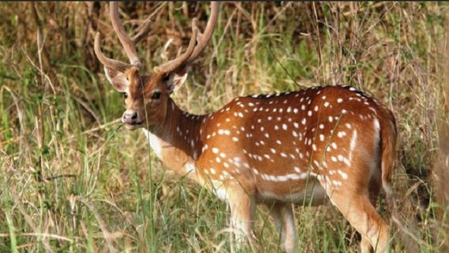 হরিণ দিয়ে ভুরিভোজ, সাতক্ষীরার অভয়ারণ্য কেন্দ্র প্রধান বরখাস্ত