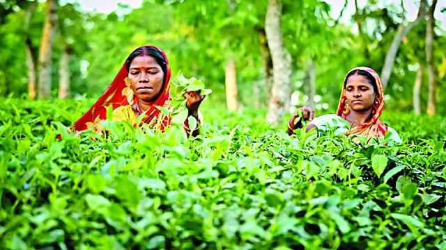 চা শ্রমিকদের সঙ্গে প্রধানমন্ত্রীর মতবিনিময় সভা আজ