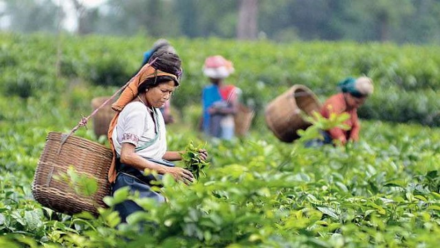 কাজে যোগ দিয়েছেন চা-শ্রমিকরা