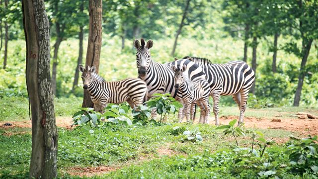 সাফারি পার্কে তিন সপ্তাহে ৯টি জেব্রার মৃত্যু 