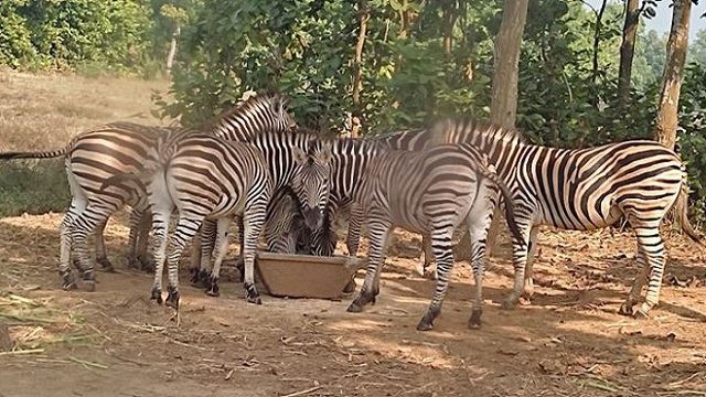 গাজীপুরে ৯ জেব্রার মৃত্যুর তদন্তে ৫ সদস্যের কমিটি গঠন