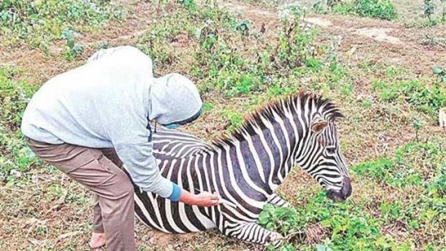 সাফারি পার্কে অসুস্থ হয়ে আরও দুটি জেব্রার মৃত্যু